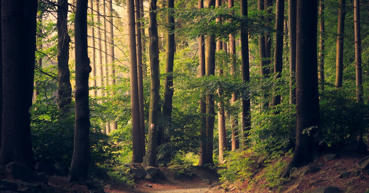 Nature Walks and Mental Health