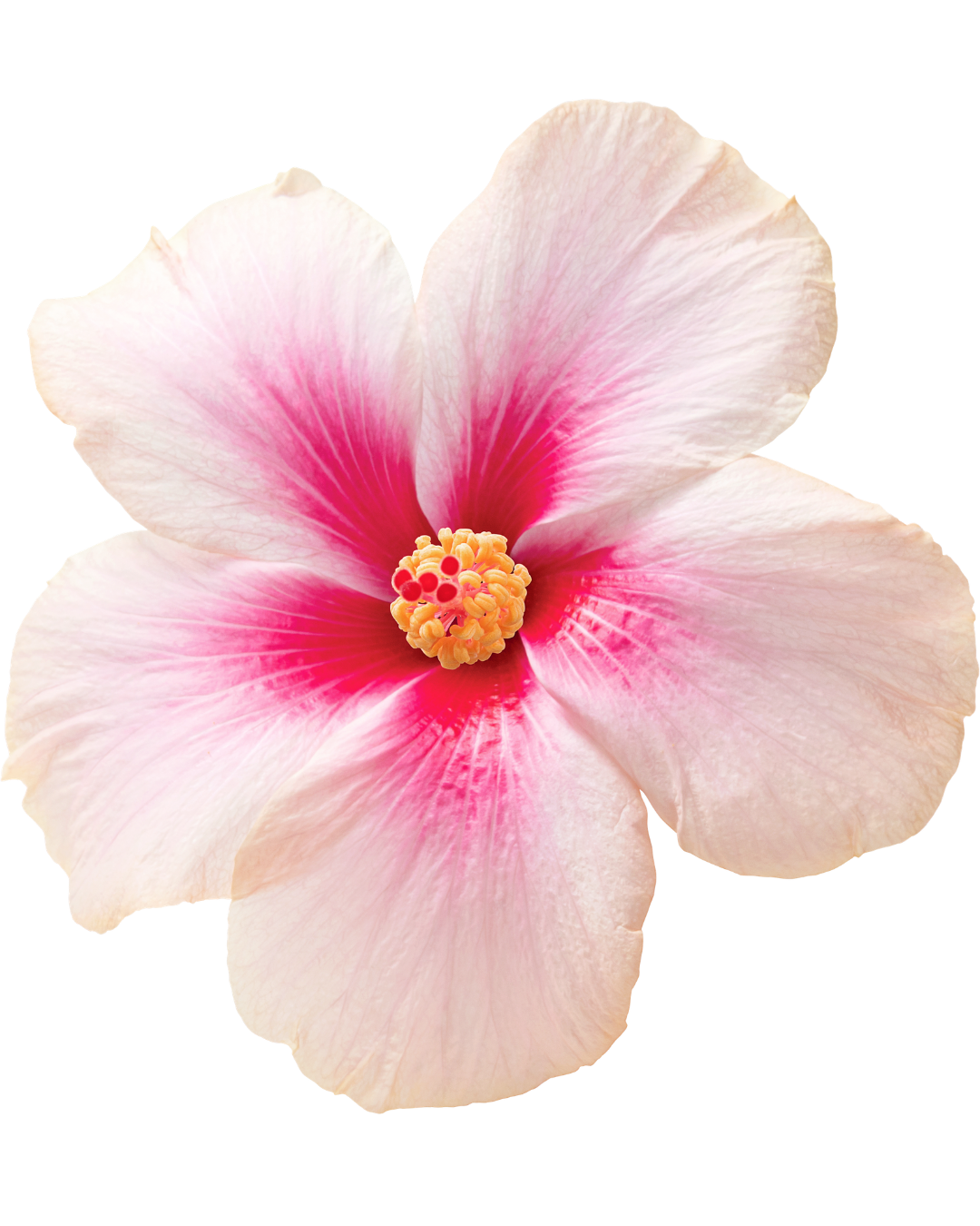 Hibiscus flower
